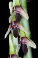 Bulbophyllum nigrescens Merlimont 250308 (59)