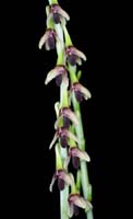 Bulbophyllum nigrescens Merlimont 250308 (60)