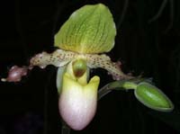 Paphiopedilum glaucophyllum Merlimont 250308 (31)