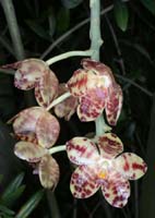 Phalaenopsis gigantea Merlimont 250308 (14)