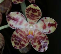 Phalaenopsis gigantea Merlimont 250308 (15)