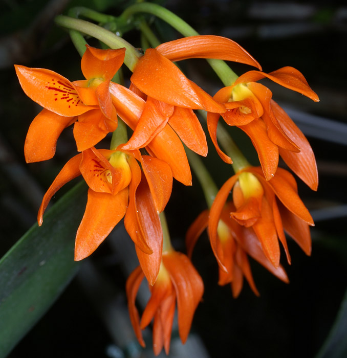 Cattleya aurantiaca 100308 (2)