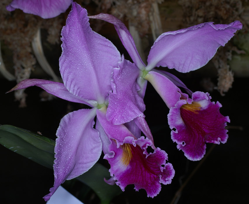 Cattleya labiata 100308 (107)