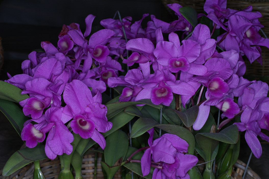 Cattleya skinneri 100308 (132)