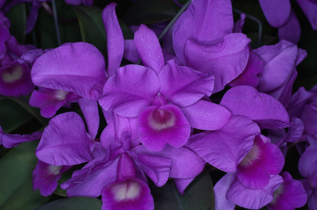 Cattleya skinneri 100308 (133)