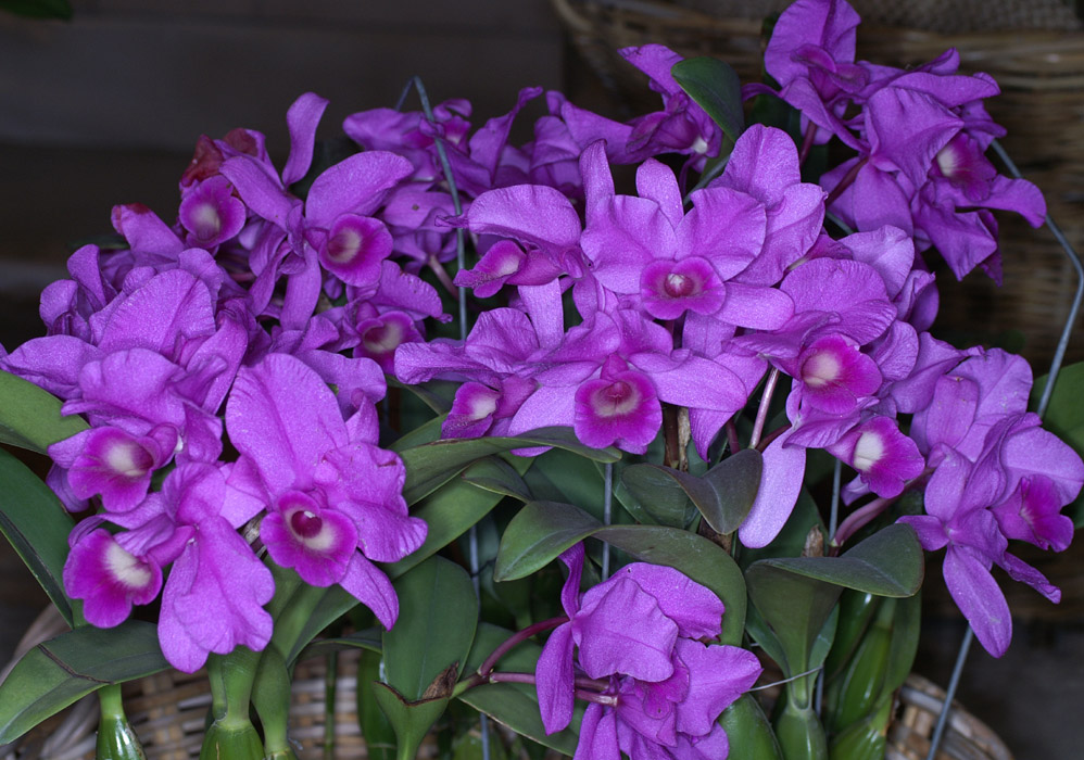 Cattleya skinneri 100308 (134)