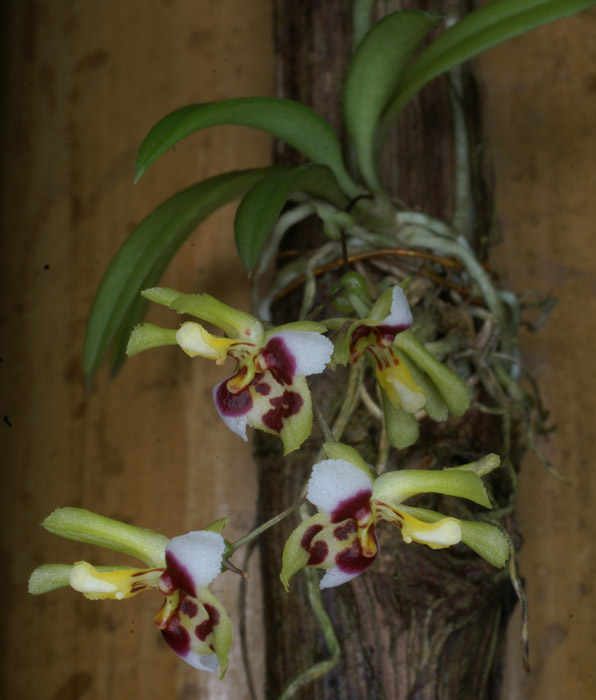 Chytroglossa maryleoniae 090308 (325)
