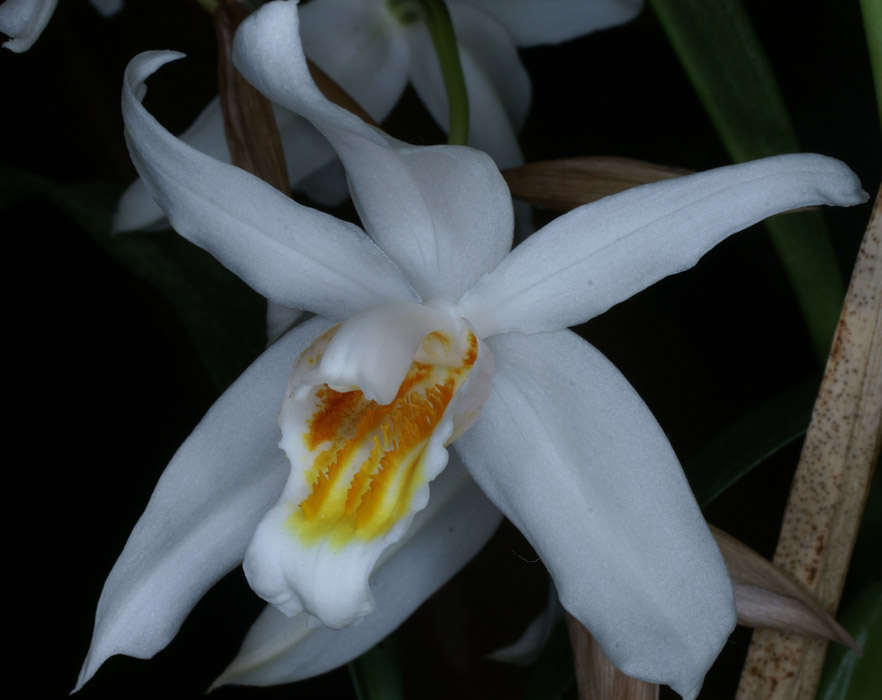 Coelogyne (corymbosa) 100308 (24)