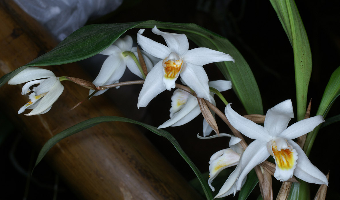 Coelogyne (corymbosa) 100308 (25)