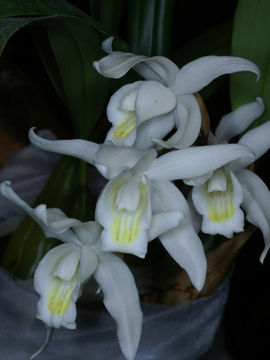 Coelogyne intermedia 100308 (21)