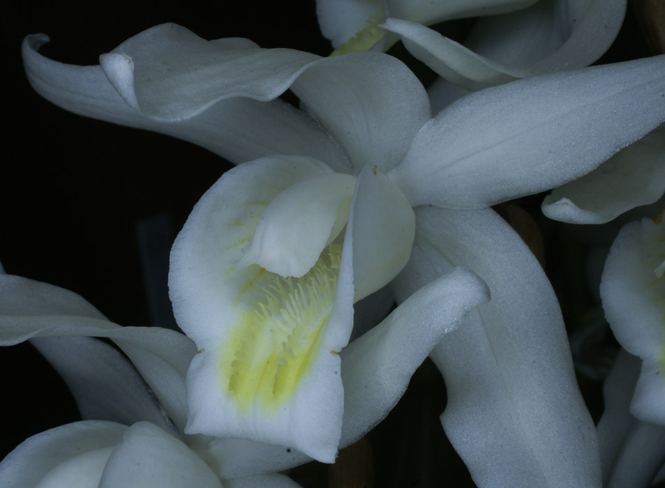 Coelogyne intermedia 100308 (23)