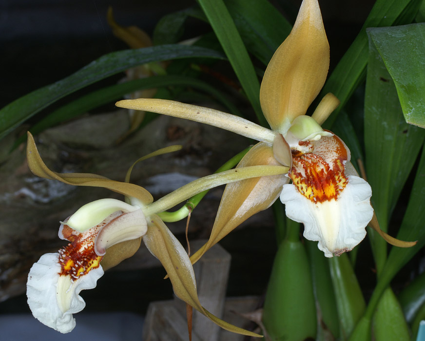 Coelogyne lawrenceanum 090308 (105)