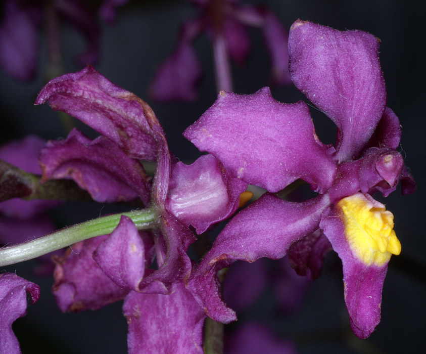 Cyrtochilum edwardii 090308 (309)