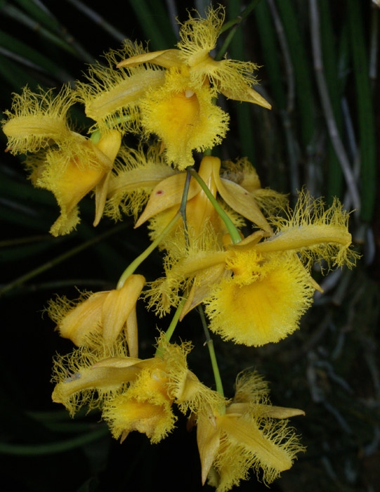 Dendrobium harveyanum 100308 (206)