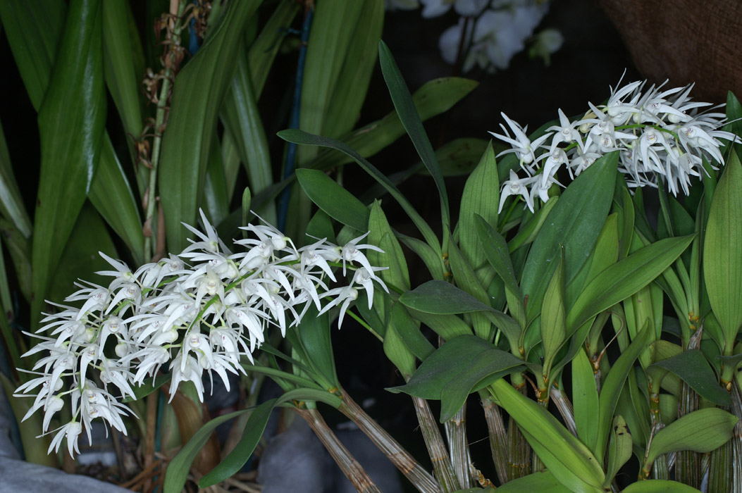 Dendrobium jonesii 090308 (184)