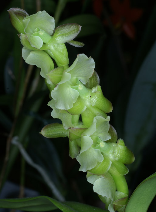 Epidendrum bilobatum 090308 (61)