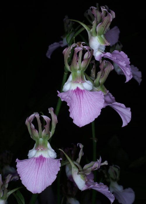 Eulophia guineensis 090308 (23)