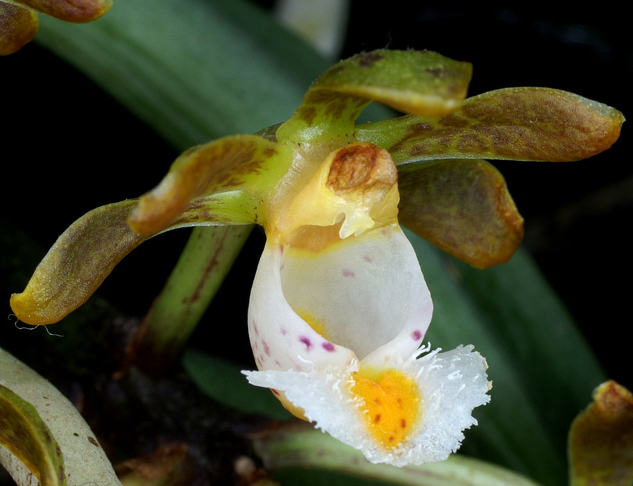 Gastrochilus calceolaris 090308 (182)