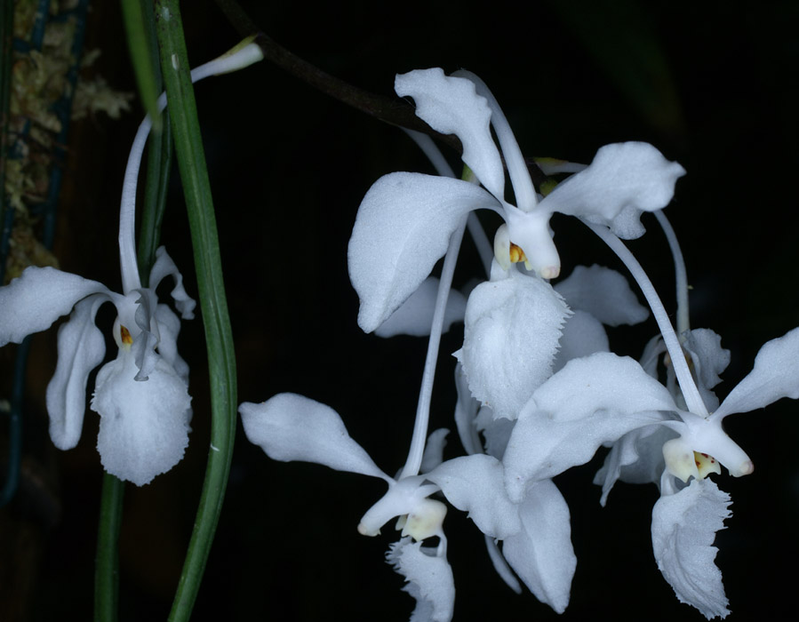 Holcoglossum subulifolium  090308 (89)