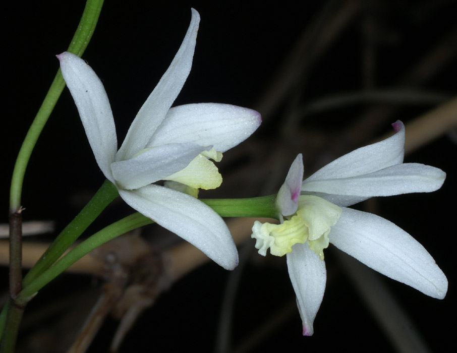 Laelia fournieri 090308 (230)