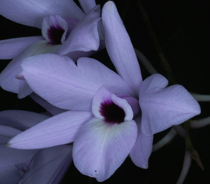 Laelia rubescens 090308 (1)