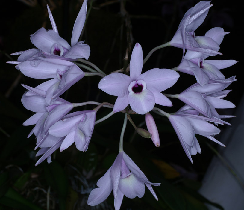 Laelia rubescens 090308