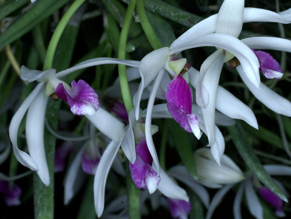 Leptotes bicolor 090308 (112)