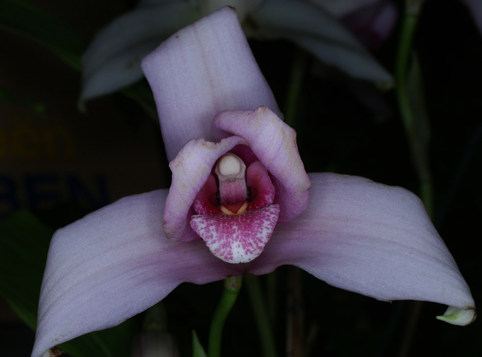 Lycaste macrobulbon 090308 (60)