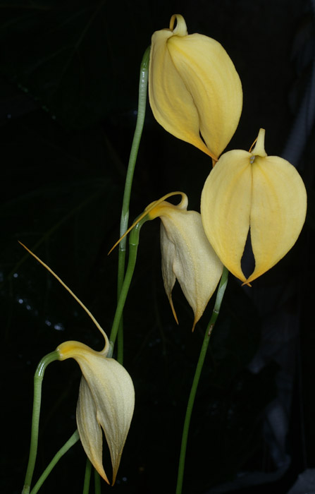 Masdevallia coccinea 100308 (79)