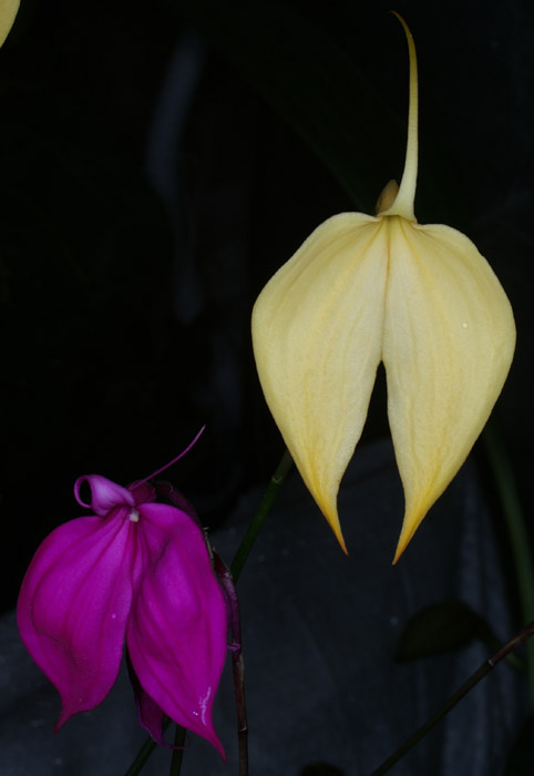 Masdevallia coccinea 100308 (80)