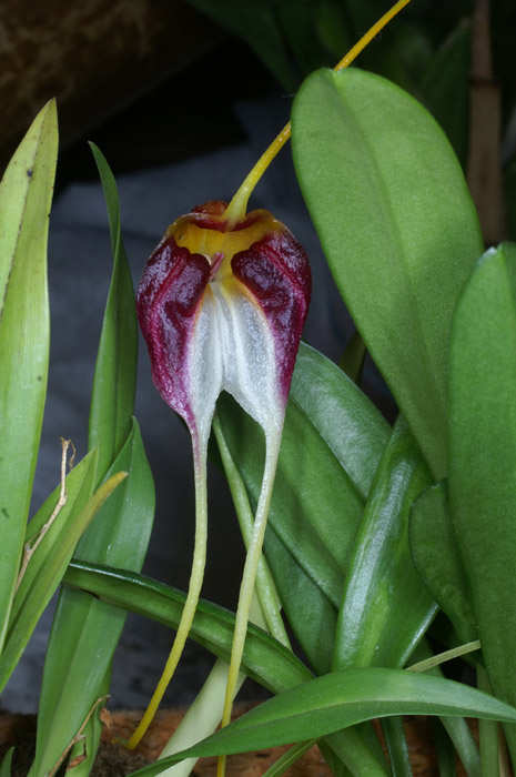 Masdevallia schroederiana 100308 (50)