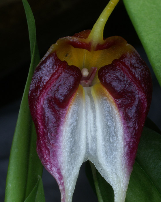 Masdevallia schroederiana 100308 (51)