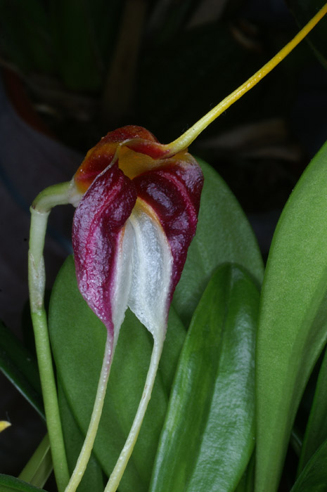 Masdevallia schroederiana 100308 (52)