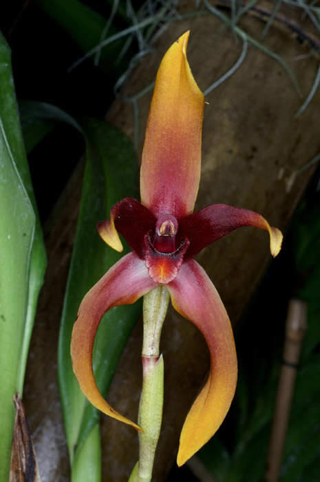 Maxillaria nigrescens 090308 (122)