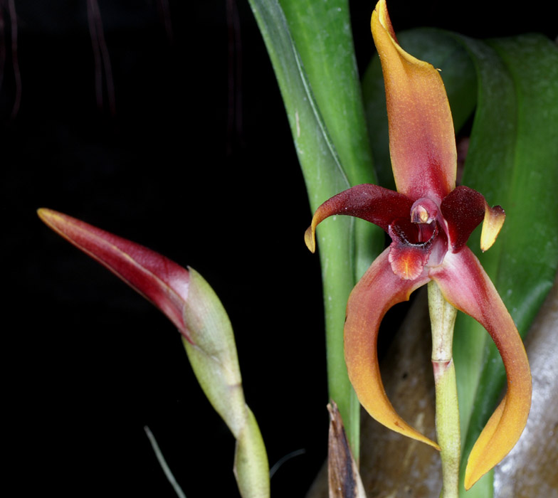 Maxillaria nigrescens 090308 (123)