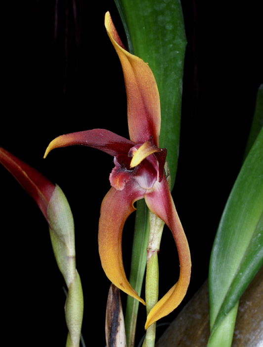 Maxillaria nigrescens 090308 (124)