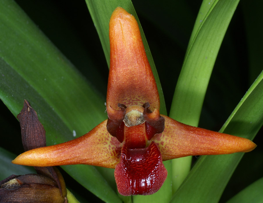 Maxillaria sp 100308 (34)