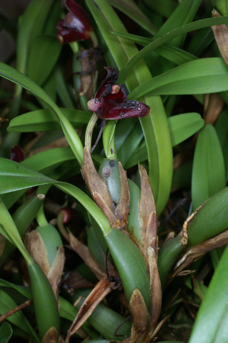 Maxillaria variabilis 100308 (204)