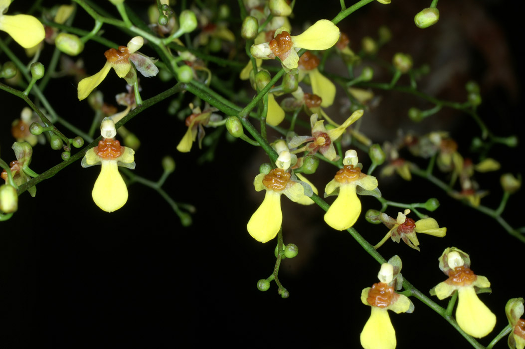 Menezesiella (Oncidium) loefgrenii 090308 (38)