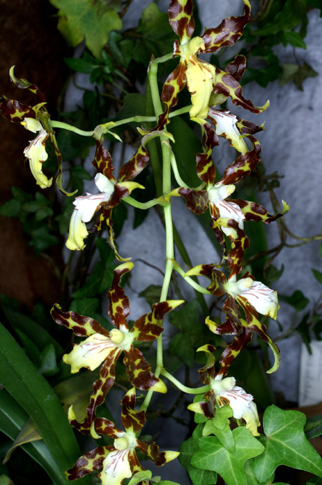 Odontoglossum maculatum 090308 (306)