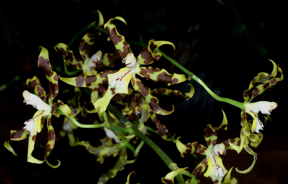 Odontoglossum odoratissimum 090308 (180)