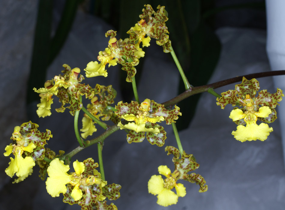 Oncidium cavendischianum 090308 (32)