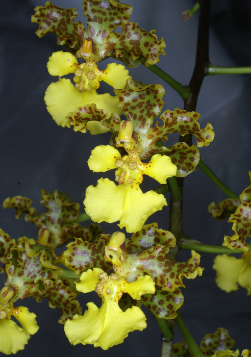 Oncidium cavendischianum 090308 (33)