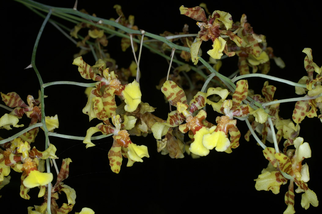 Oncidium excavatum 090308 (292)