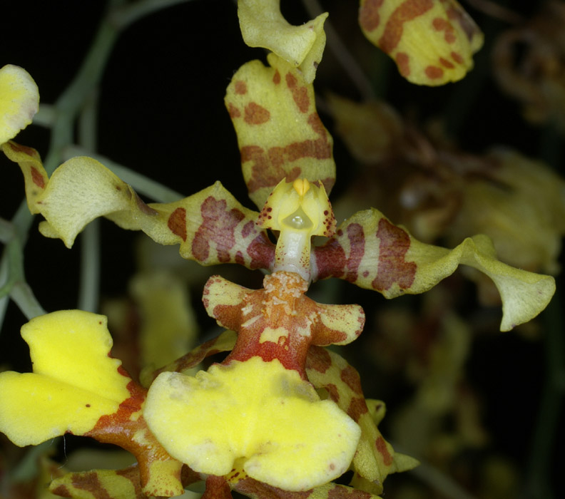 Oncidium excavatum 090308 (293)