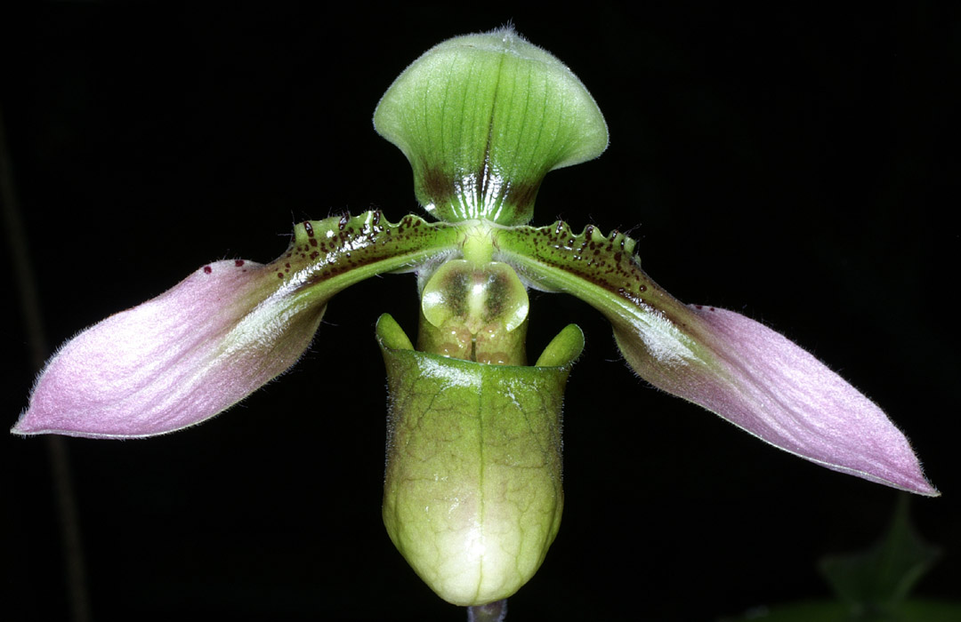 Paphiopedilum cerveranum 090308 (270)