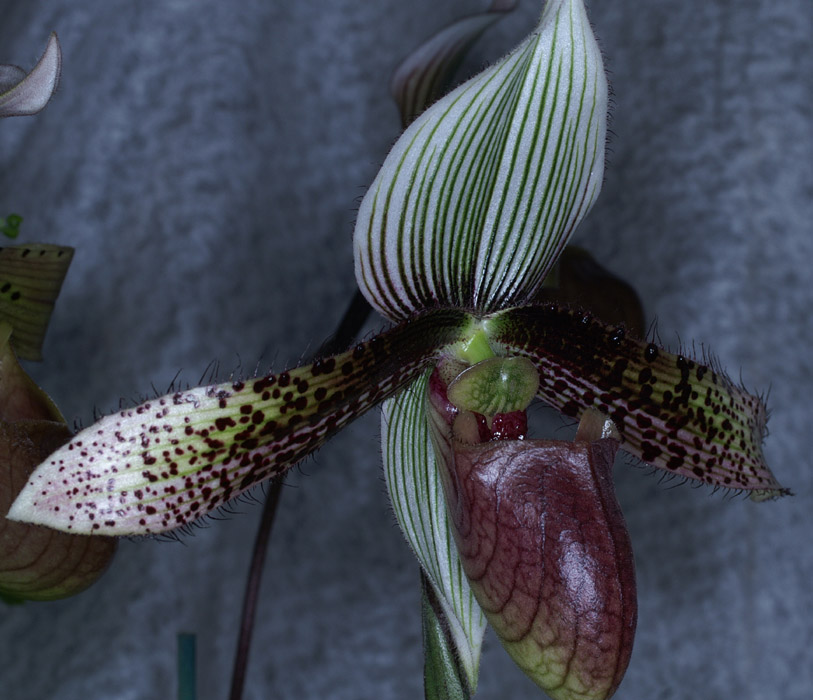 Paphiopedilum dayanum 090308 (275)