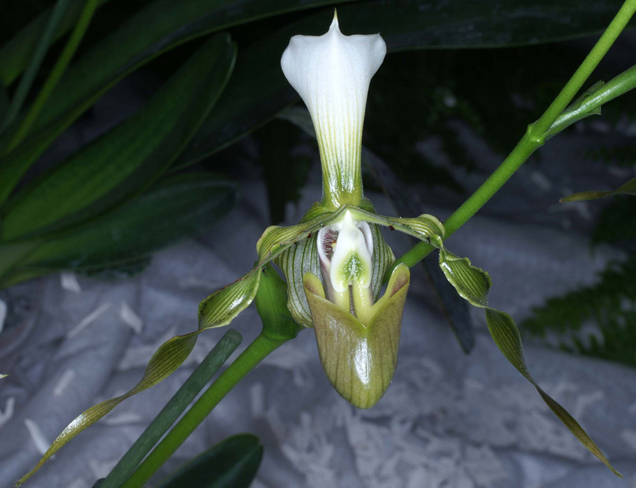 Paphiopedilum dianthum 090308 (283)