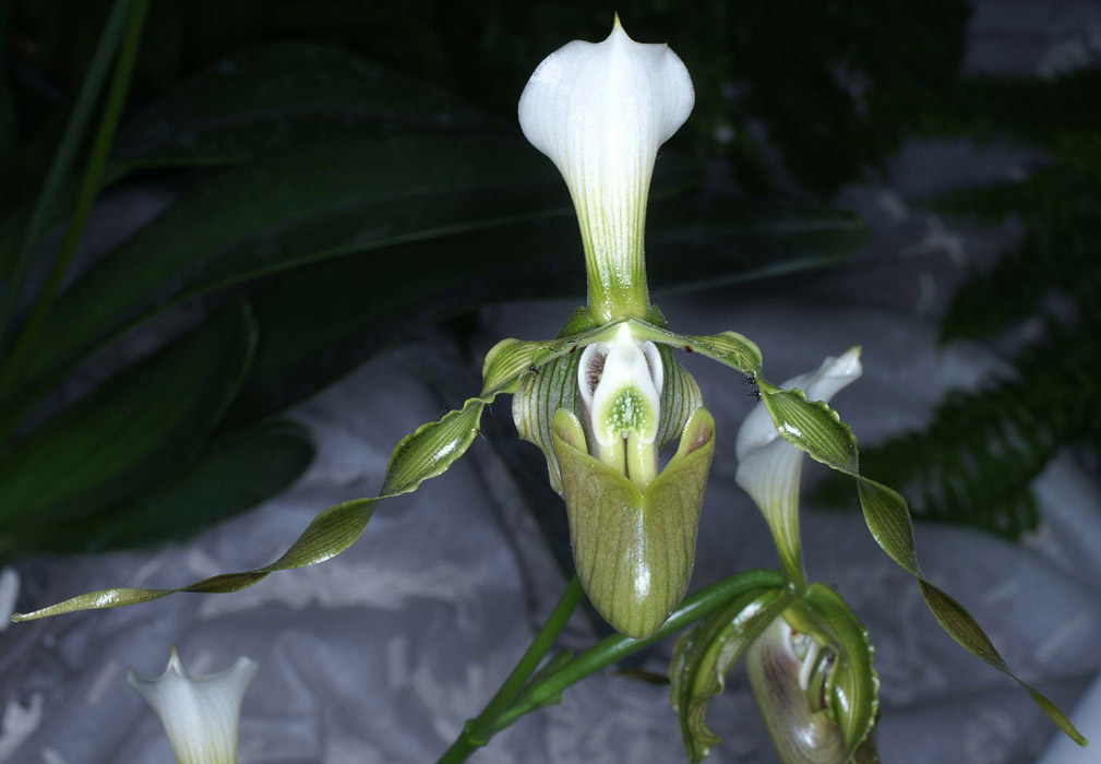 Paphiopedilum dianthum 090308 (284)