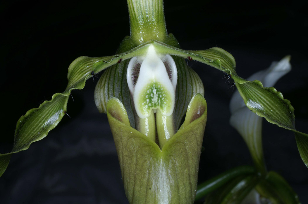 Paphiopedilum dianthum 090308 (286)